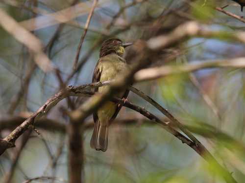 Finsch's Bulbul (Iole finschii), photo 3