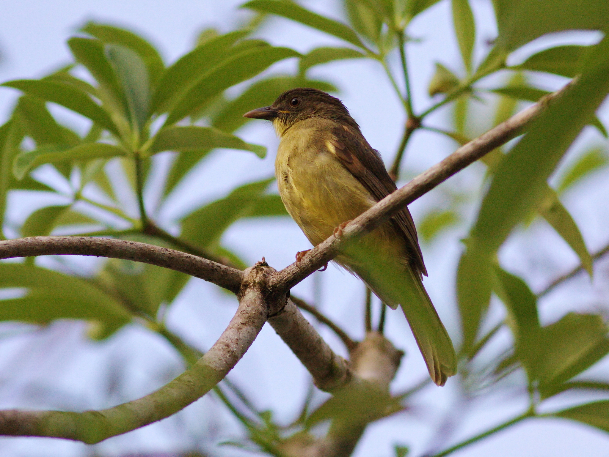 Finsch's Bulbul illustration