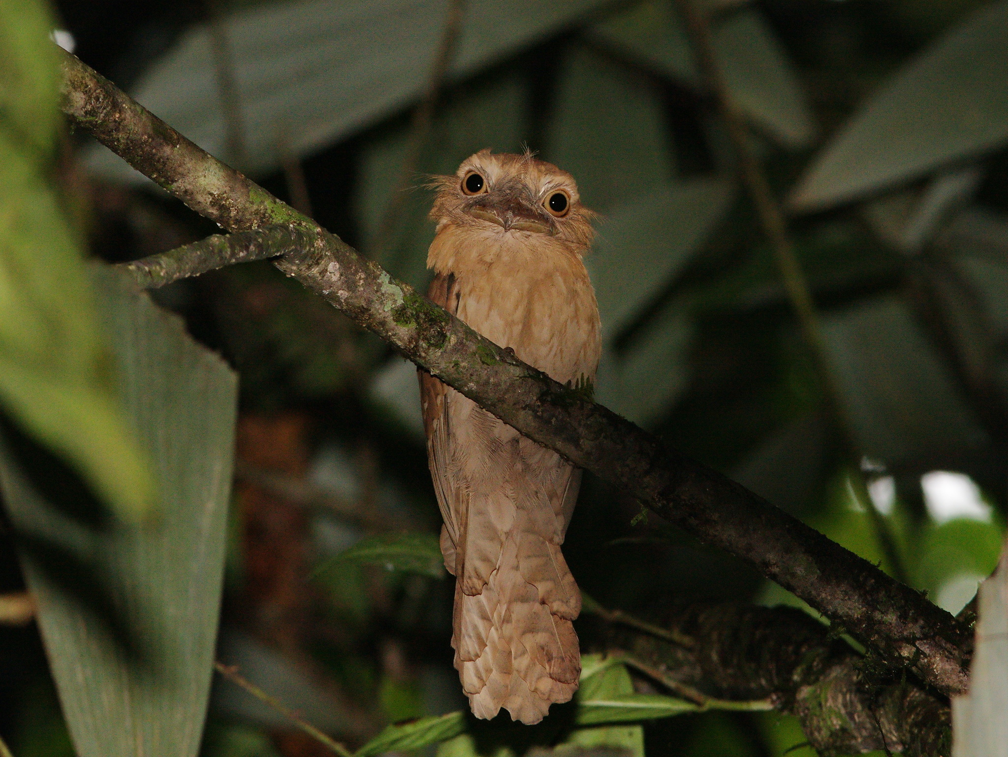 Gould's Frogmouth (Batrachostomus stellatus), photo 3