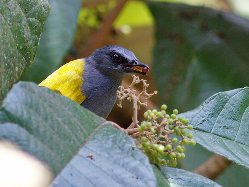 Grey-bellied Bulbul (Rubigula cyaniventris), photo 5