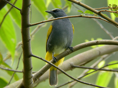 Grey-bellied Bulbul (Rubigula cyaniventris), photo 3