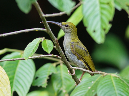 Grey-breasted Spiderhunter (Arachnothera modesta), photo 10
