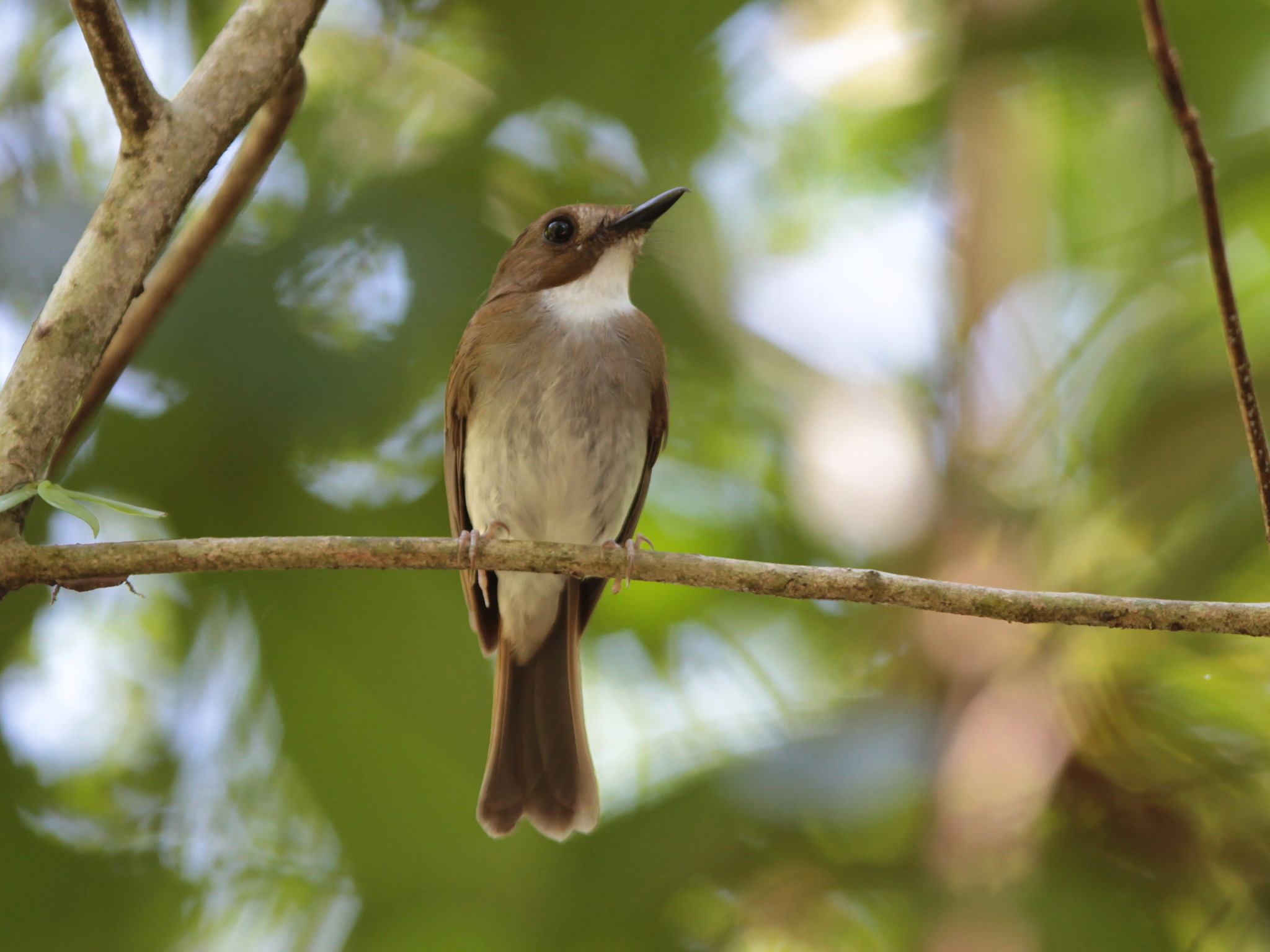 Grey-chested Jungle Flycatcher illustration