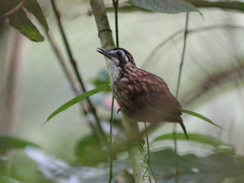 Large Wren-Babbler (Turdinus macrodactylus), photo 6
