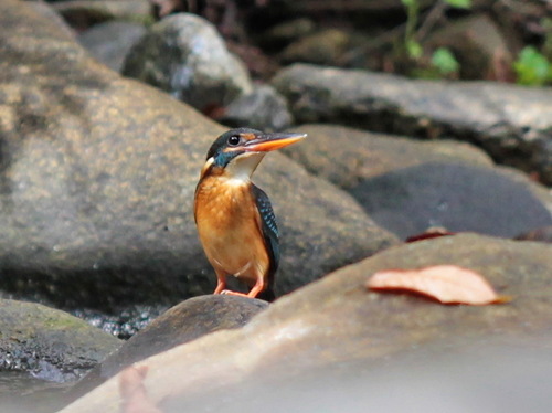 Malaysian Blue-banded Kingfisher (Alcedo peninsulae), photo 6
