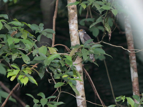 Malaysian Hawk-Cuckoo (Hierococcyx fugax), photo 5