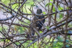 Saltator coerulescens