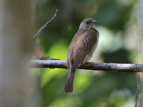 Malaysian Honeyguide (Indicator archipelagicus), photo 6