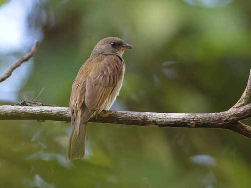 Malaysian Honeyguide (Indicator archipelagicus), photo 4