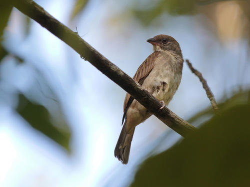 Malaysian Honeyguide (Indicator archipelagicus), photo 5