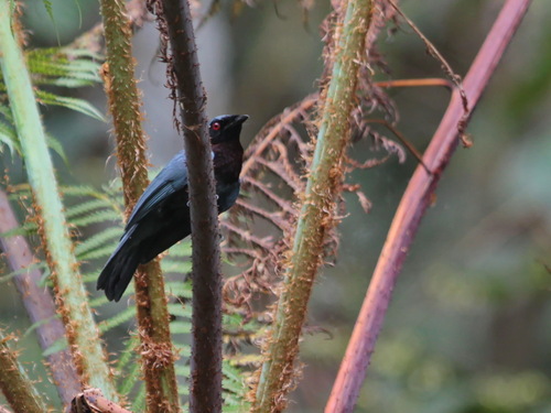 Maroon-breasted Philentoma (Philentoma velata), photo 9