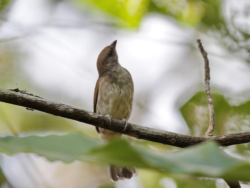 Malaysian Honeyguide (Indicator archipelagicus), photo 7