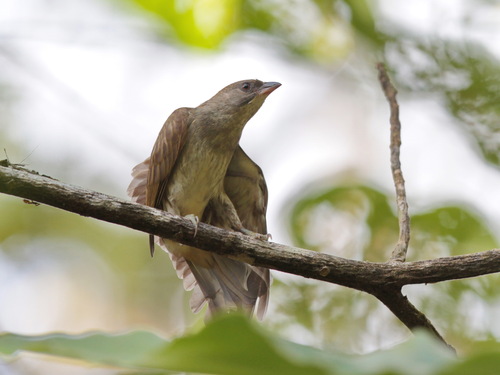 Malaysian Honeyguide (Indicator archipelagicus), photo 6