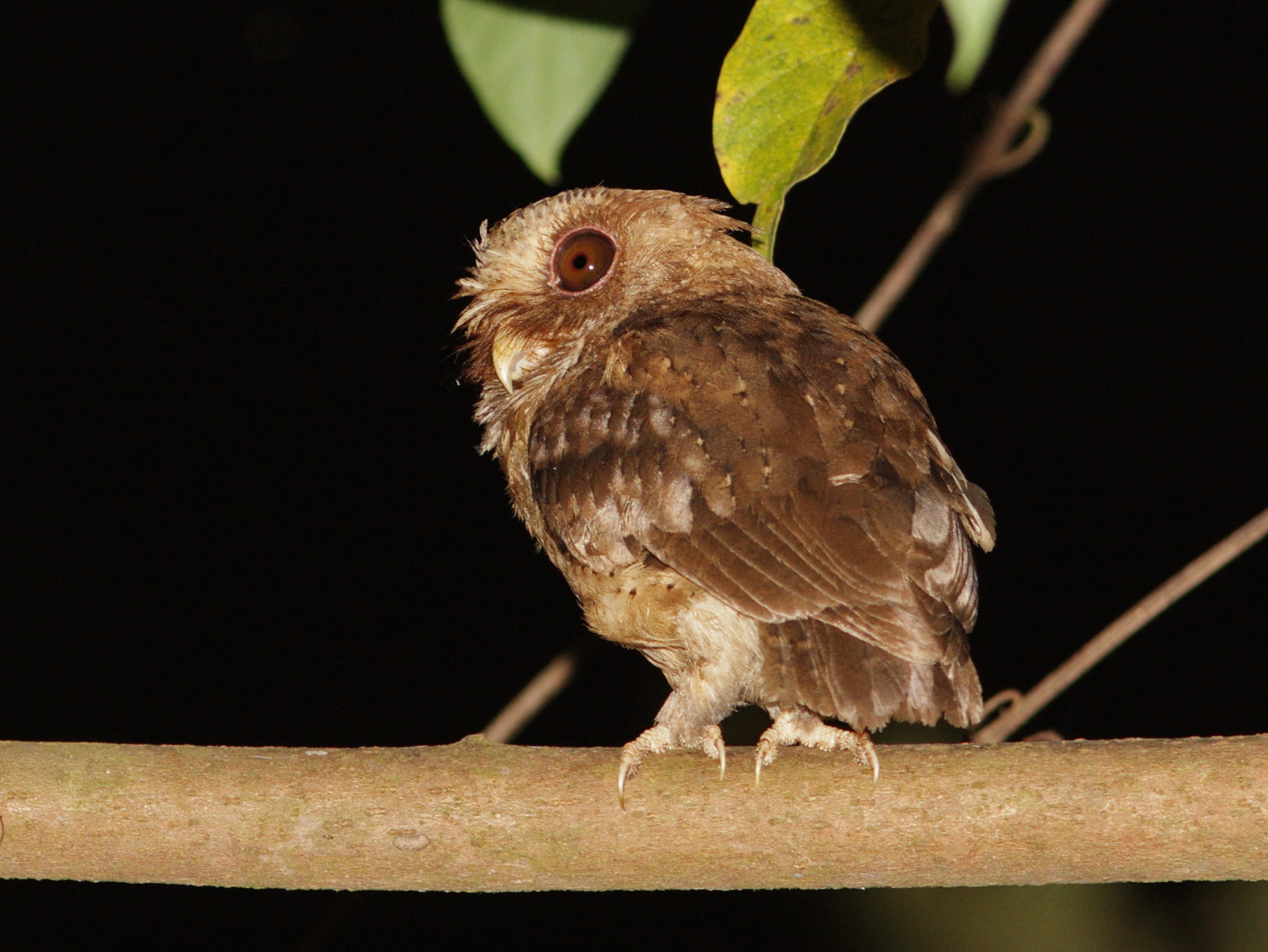 Reddish Scops Owl (Otus rufescens), photo 3