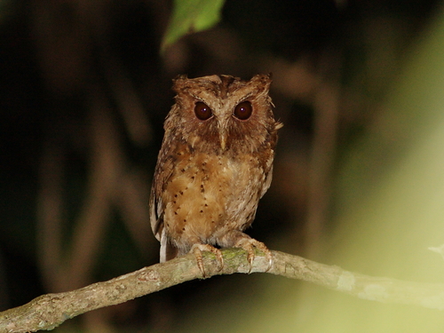 Reddish Scops Owl (Otus rufescens), photo 9
