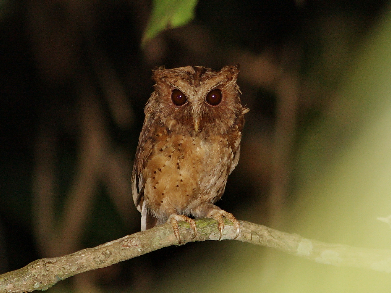 Reddish Scops Owl (Otus rufescens), photo 2