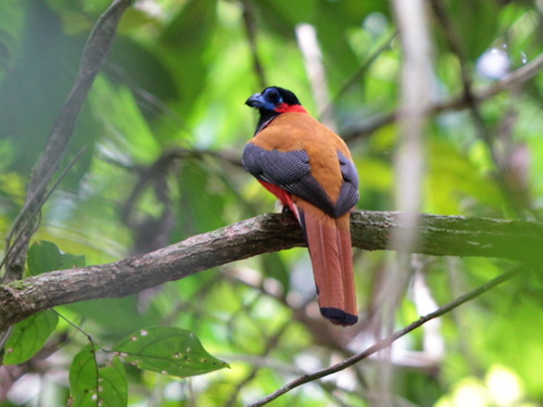Red-naped Trogon (Harpactes kasumba)