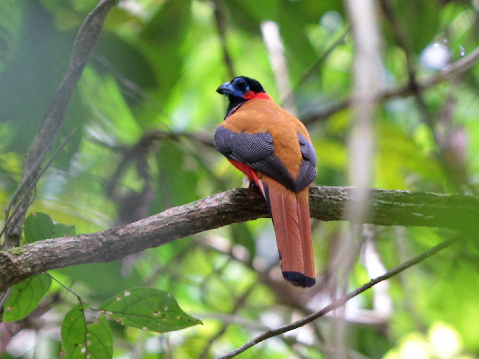 Red-naped Trogon illustration