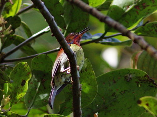 Red-throated Sunbird (Anthreptes rhodolaemus), photo 9