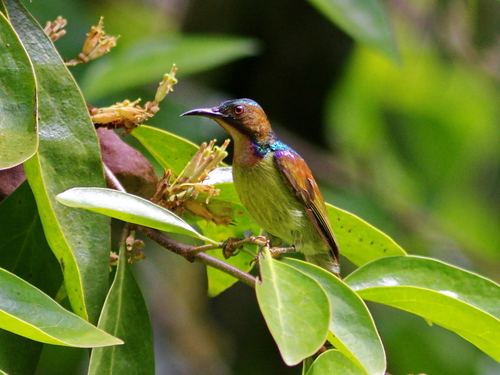 Red-throated Sunbird (Anthreptes rhodolaemus), photo 8