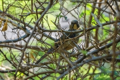 Saltator coerulescens