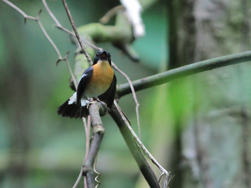 Rufous-chested Flycatcher illustration