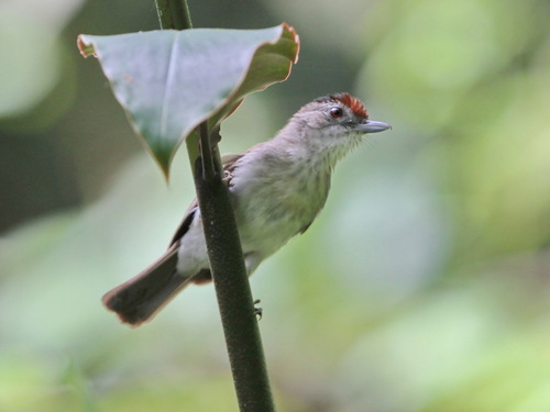 Rufous-crowned Babbler (Malacopteron magnum), photo 7