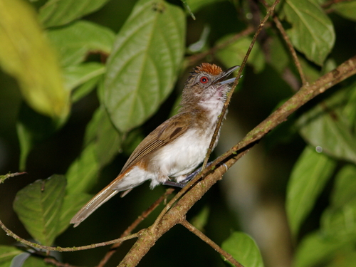 Rufous-crowned Babbler (Malacopteron magnum), photo 8