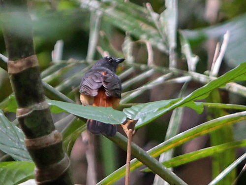 Rufous-tailed Shama (Copsychus pyrropygus), photo 9