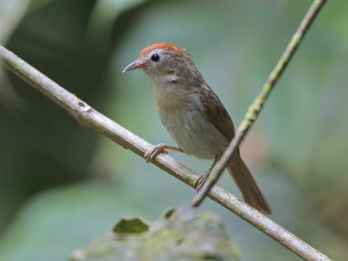 Rufous-fronted Babbler (Cyanoderma rufifrons), photo 7