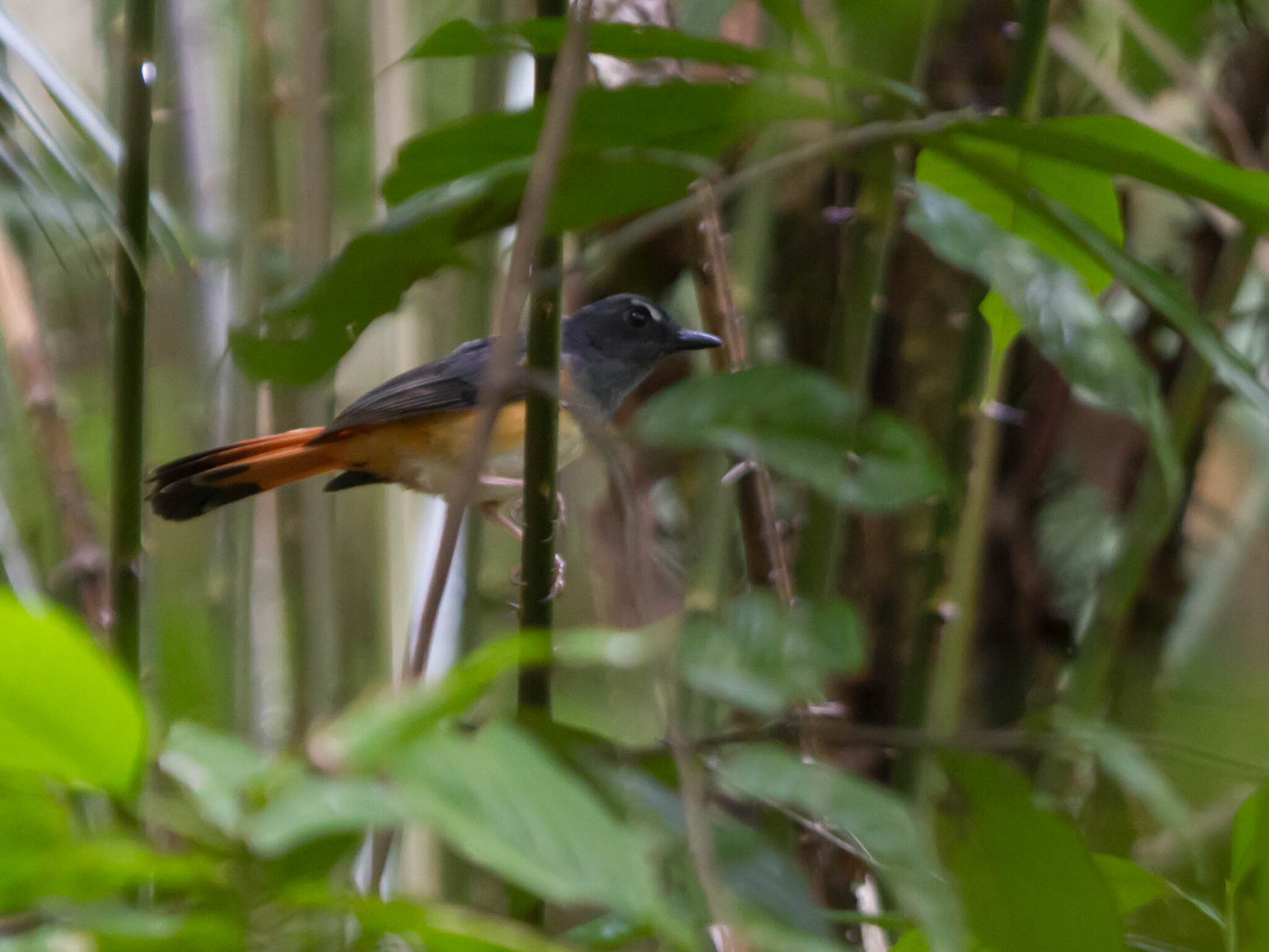 Rufous-tailed Shama (Copsychus pyrropygus)