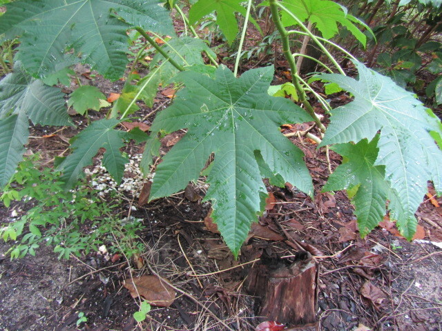 Ricinus communis