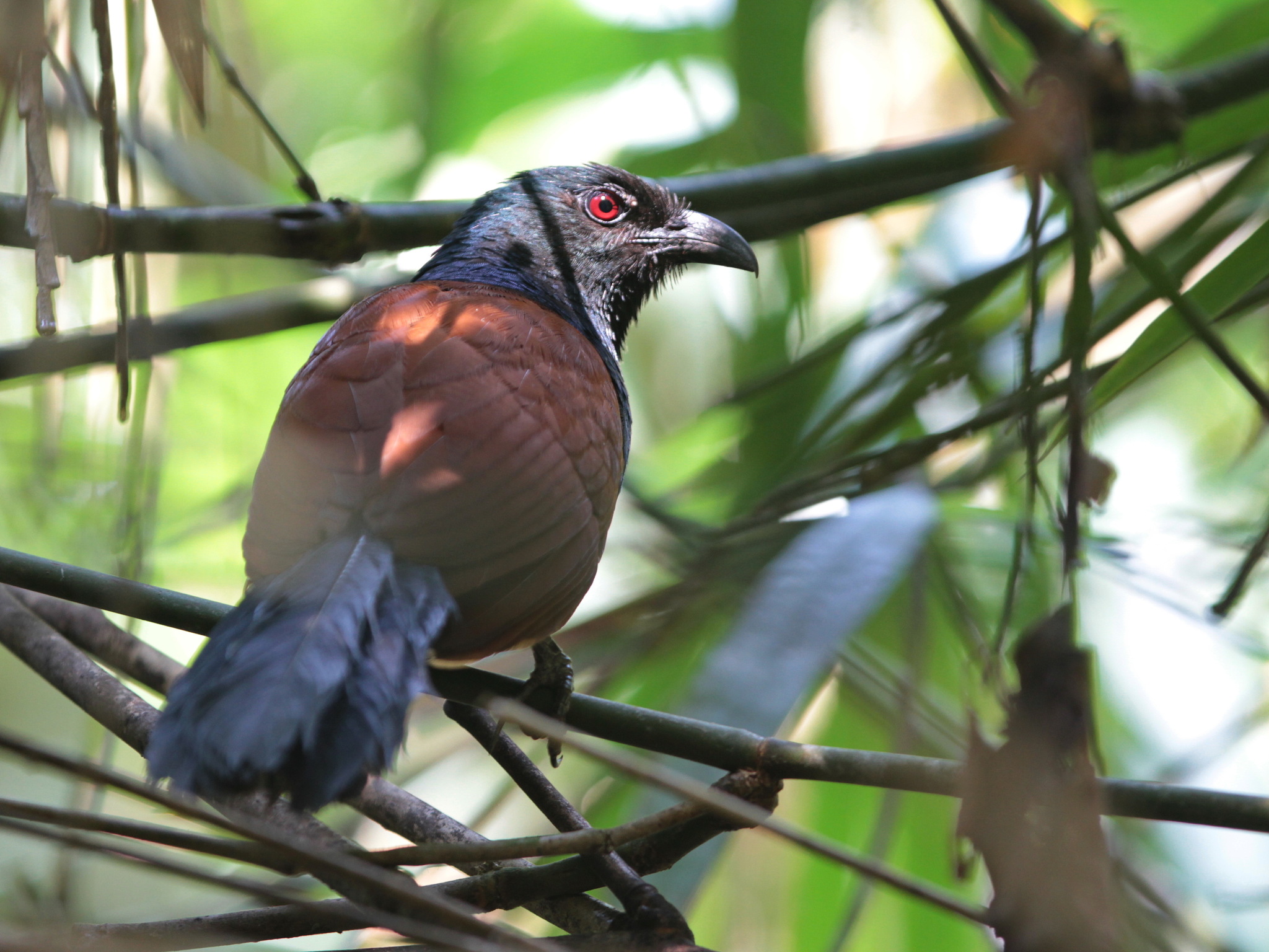 Short-toed Coucal (Centropus rectunguis), photo 1