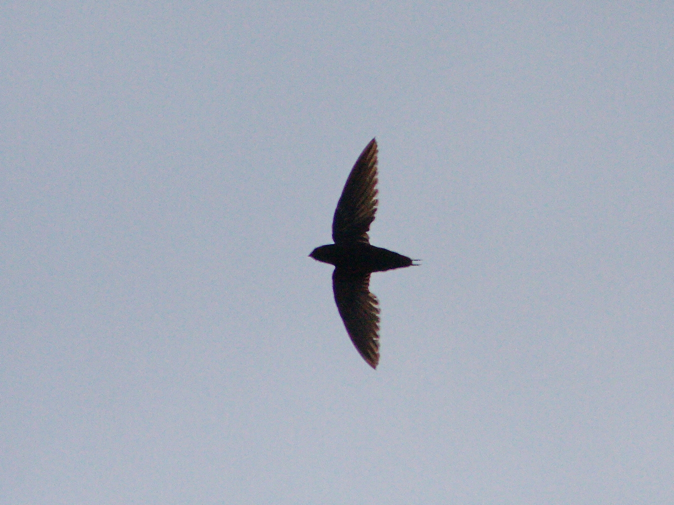 Silver-rumped Spinetail (Rhaphidura leucopygialis), photo 9