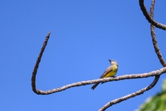 Tyrannus melancholicus