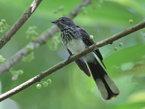 spotted fantail (Rhipidura perlata)