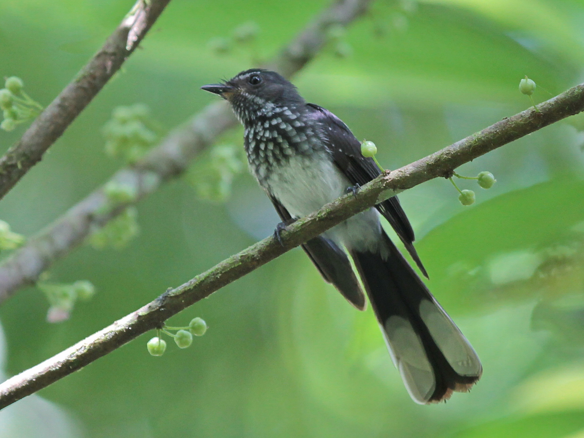 Spotted Fantail illustration