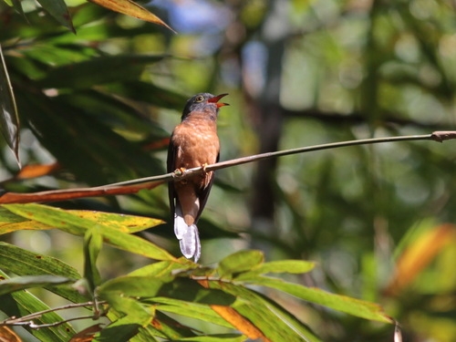 Sunda Brush Cuckoo (Cacomantis sepulcralis)
