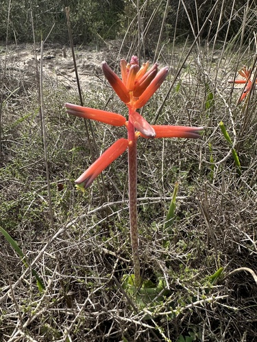 Lachenalia bulbifera