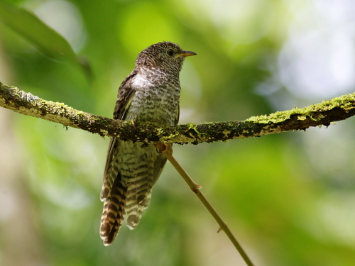 Sunda Brush Cuckoo (Cacomantis sepulcralis), photo 3