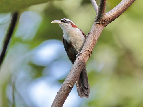 Sunda Scimitar Babbler (Pomatorhinus bornensis), photo 10