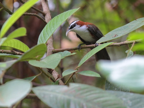 Sunda Scimitar Babbler (Pomatorhinus bornensis), photo 7