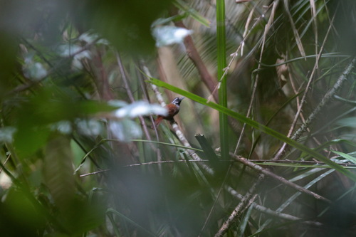 White-necked Babbler (Stachyris leucotis), photo 5