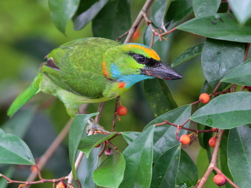 Yellow-crowned Barbet (Psilopogon henricii), photo 8