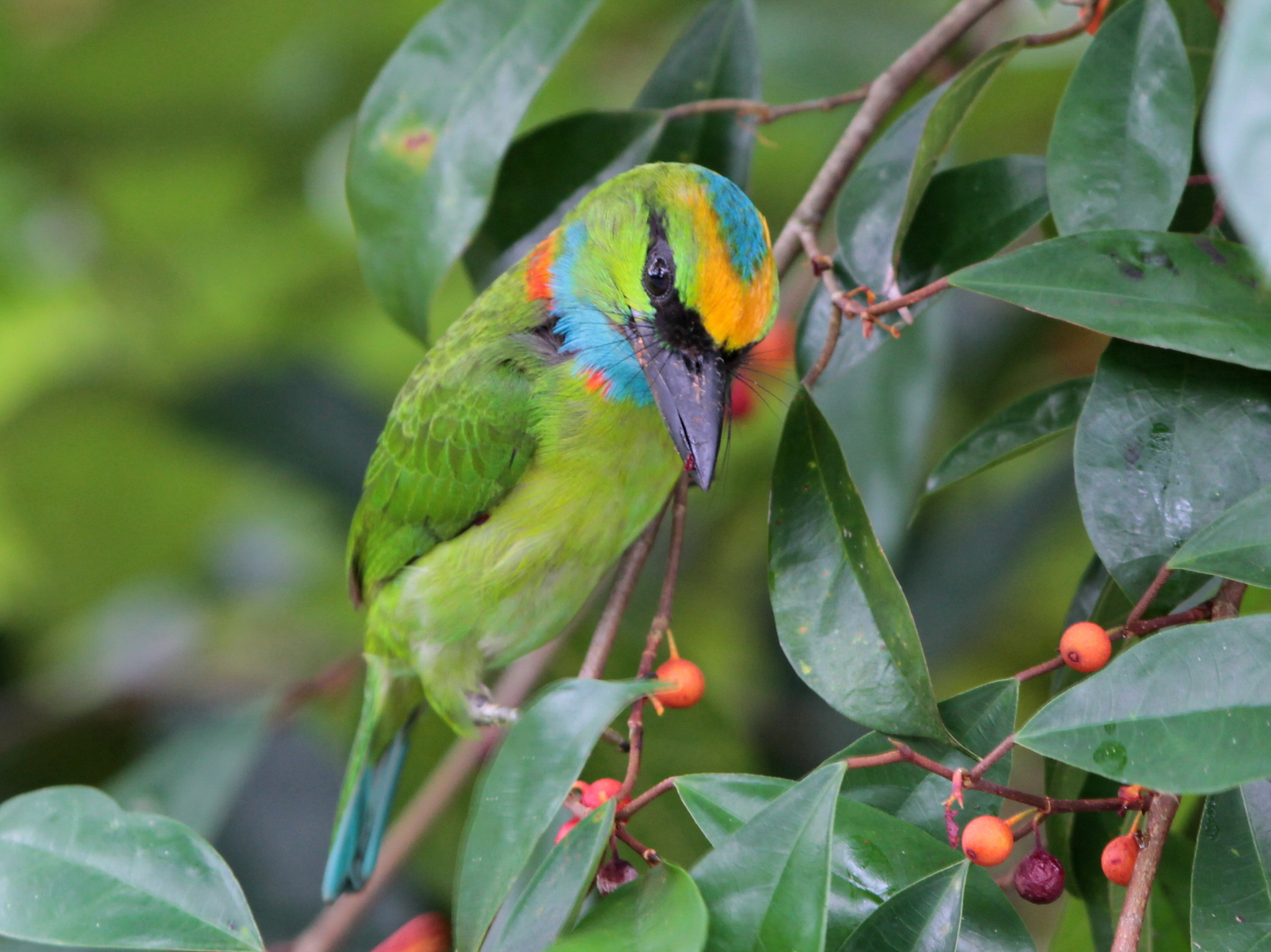 Yellow-crowned Barbet (Psilopogon henricii), photo 2