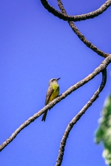 Tyrannus melancholicus