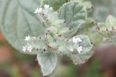 Heliotropium supinum