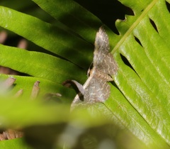 Idaea costiguttata