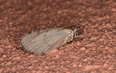 Hydriomena arizonata