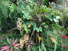 Dendrobium thyrsiflorum